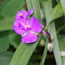 Tradescantia virginiana Red Grape